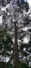 Vateria indica