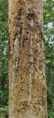 Vateria indica