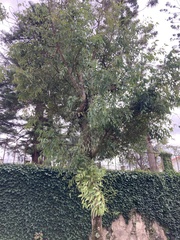 Eucalyptus eugenioides