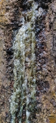 Vateria indica