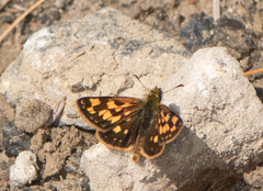 Carterocephalus mandan