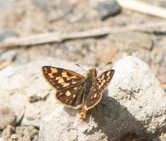 Carterocephalus mandan