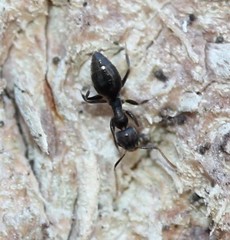 Technomyrmex difficilis