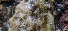 Vateria indica