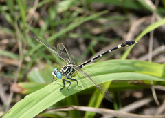 Austrogomphus cornutus