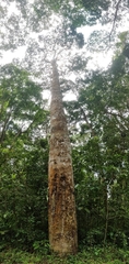Vateria indica