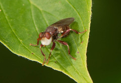 Myopa clausa
