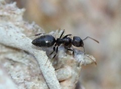 Technomyrmex difficilis