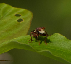 Myopa clausa