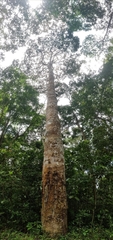 Vateria indica