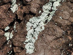 Lepraria finkii