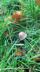 Panaeolus foenisecii