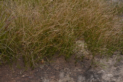 Eurychorda complanata