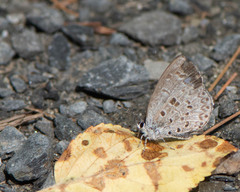 Celastrina