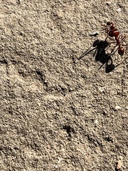 Pogonomyrmex barbatus