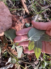 Pycnanthemum muticum