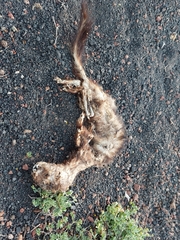 Mustela putorius