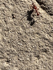 Pogonomyrmex barbatus