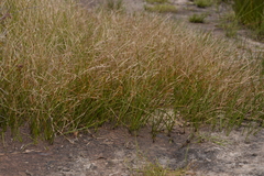 Eurychorda complanata