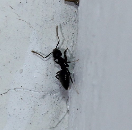 Difficult White-footed Ant photo 5