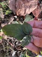 Pycnanthemum muticum