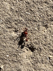 Pogonomyrmex barbatus