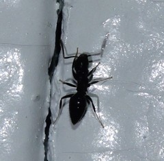 Technomyrmex difficilis