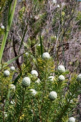 Leucadendron linifolium