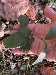 Pycnanthemum muticum