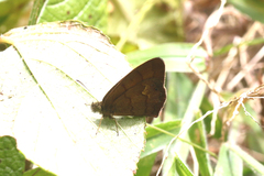 Cyllopsis argentella