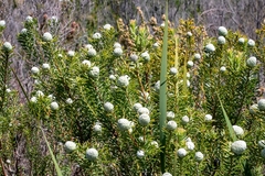 Leucadendron linifolium