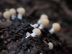 Tubifera microsperma