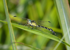 Austrogomphus amphiclitus
