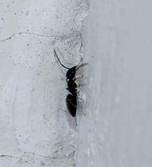 Technomyrmex difficilis