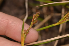 Eurychorda complanata