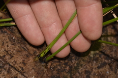 Eurychorda complanata