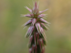 Achyranthes aspera