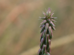 Achyranthes aspera