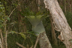 Platycerium superbum