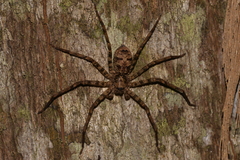 Heteropoda binnaburra
