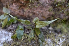 Asplenium ruprechtii
