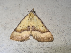 Anachloris subochraria