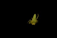 Cetratus