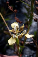 Moraea deltoidea