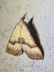 Anachloris subochraria