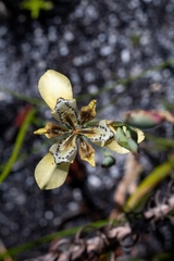 Moraea deltoidea