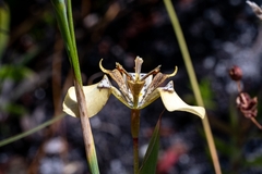 Moraea deltoidea