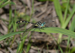 Austrogomphus cornutus