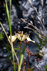 Moraea deltoidea
