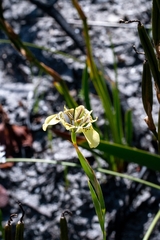 Moraea deltoidea